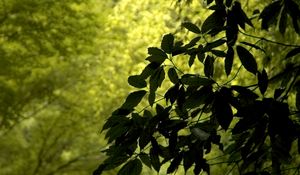 Preview wallpaper branch, leaves, green, wind