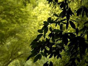 Preview wallpaper branch, leaves, green, wind