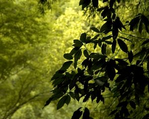 Preview wallpaper branch, leaves, green, wind