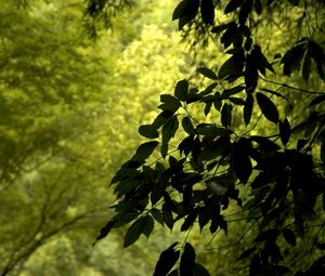 Preview wallpaper branch, leaves, green, wind