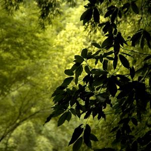 Preview wallpaper branch, leaves, green, wind