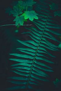 Preview wallpaper branch, leaves, green, macro, dark