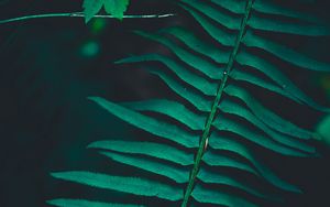 Preview wallpaper branch, leaves, green, macro, dark
