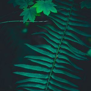 Preview wallpaper branch, leaves, green, macro, dark