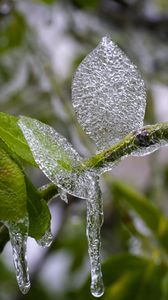 Preview wallpaper branch, leaves, ice, macro