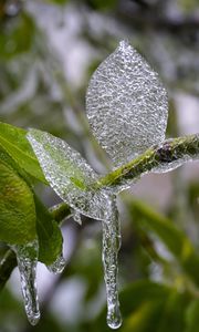 Preview wallpaper branch, leaves, ice, macro