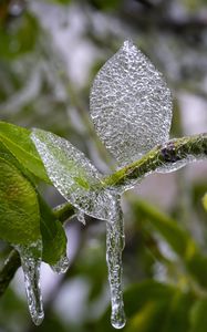 Preview wallpaper branch, leaves, ice, macro