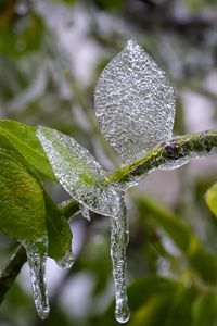 Preview wallpaper branch, leaves, ice, macro