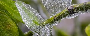 Preview wallpaper branch, leaves, ice, macro