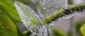 Preview wallpaper branch, leaves, ice, macro
