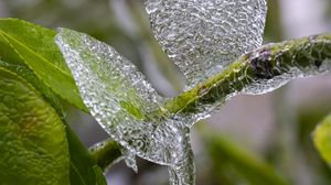 Preview wallpaper branch, leaves, ice, macro