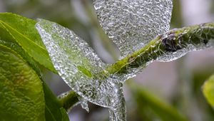 Preview wallpaper branch, leaves, ice, macro