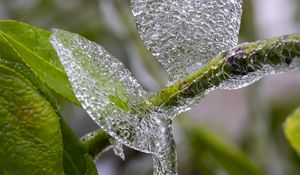 Preview wallpaper branch, leaves, ice, macro