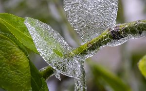 Preview wallpaper branch, leaves, ice, macro