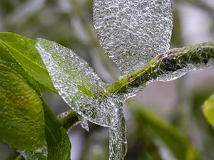 Preview wallpaper branch, leaves, ice, macro
