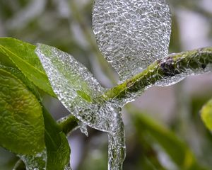 Preview wallpaper branch, leaves, ice, macro