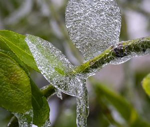 Preview wallpaper branch, leaves, ice, macro