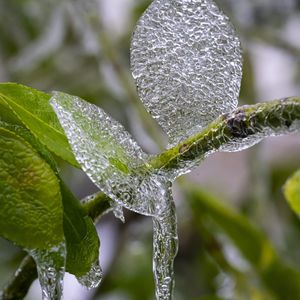 Preview wallpaper branch, leaves, ice, macro