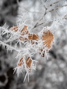 Preview wallpaper branch, leaves, ice, macro, frost