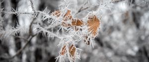 Preview wallpaper branch, leaves, ice, macro, frost