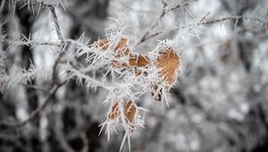 Preview wallpaper branch, leaves, ice, macro, frost