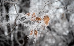 Preview wallpaper branch, leaves, ice, macro, frost