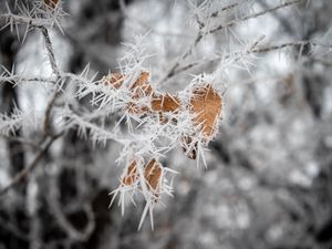 Preview wallpaper branch, leaves, ice, macro, frost