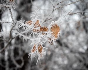 Preview wallpaper branch, leaves, ice, macro, frost