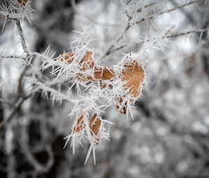 Preview wallpaper branch, leaves, ice, macro, frost