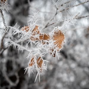 Preview wallpaper branch, leaves, ice, macro, frost