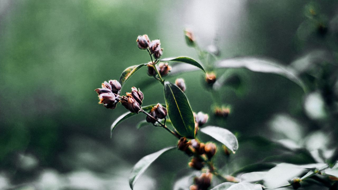 Wallpaper branch, leaves, macro, plant