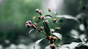 Preview wallpaper branch, leaves, macro, plant