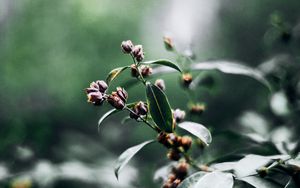 Preview wallpaper branch, leaves, macro, plant