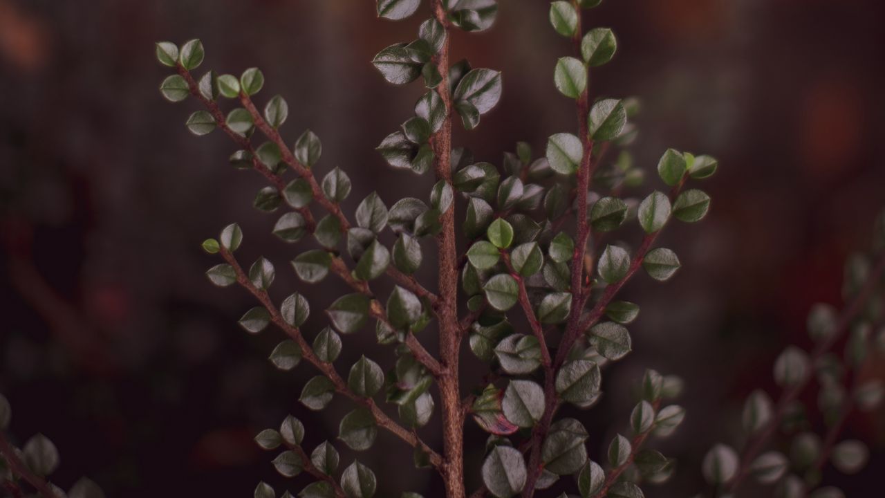 Wallpaper branch, leaves, macro, plant, green