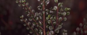 Preview wallpaper branch, leaves, macro, plant, green