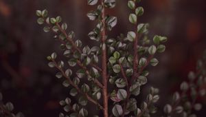 Preview wallpaper branch, leaves, macro, plant, green