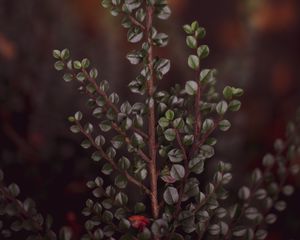 Preview wallpaper branch, leaves, macro, plant, green