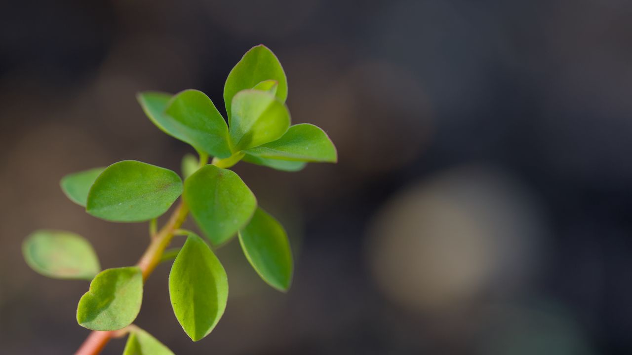 Wallpaper branch, leaves, macro, green, blur