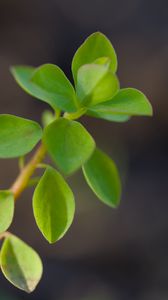 Preview wallpaper branch, leaves, macro, green, blur