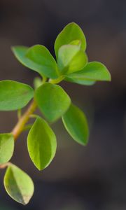 Preview wallpaper branch, leaves, macro, green, blur