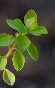 Preview wallpaper branch, leaves, macro, green, blur