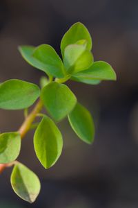 Preview wallpaper branch, leaves, macro, green, blur
