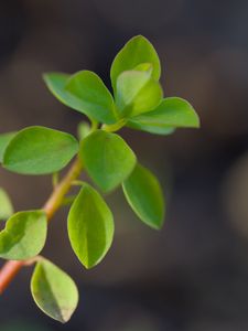 Preview wallpaper branch, leaves, macro, green, blur
