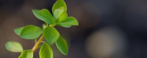 Preview wallpaper branch, leaves, macro, green, blur