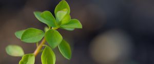Preview wallpaper branch, leaves, macro, green, blur
