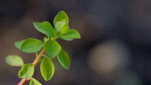 Preview wallpaper branch, leaves, macro, green, blur