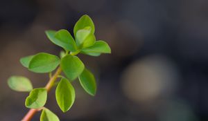 Preview wallpaper branch, leaves, macro, green, blur