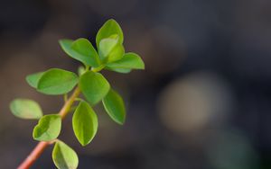 Preview wallpaper branch, leaves, macro, green, blur
