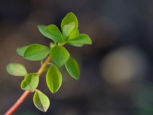 Preview wallpaper branch, leaves, macro, green, blur