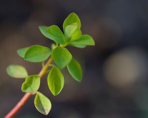 Preview wallpaper branch, leaves, macro, green, blur